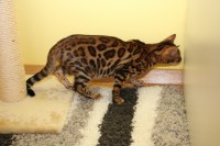 kaiserbengal-philadelphia