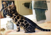 dazzledots-grandstand