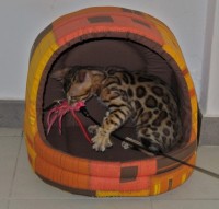 bengalivo-ranjit-of-suryabengal