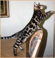 dazzledots-grandstand