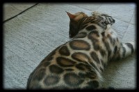 anjali-shining-star-of-sunstorm