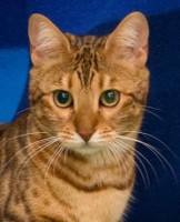 ashanti-damask-of-baracoa