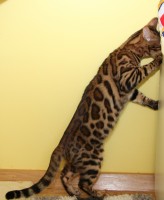 kaiserbengal-philadelphia