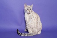 orchidhouse-juliet-capulet