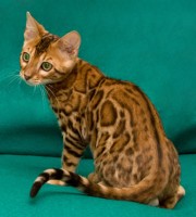 felinus-amicus-dark-cloud