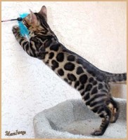 dazzledots-grandstand