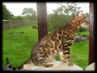 anjali-shining-star-of-sunstorm