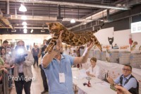 bengalivo-stop-n-stare